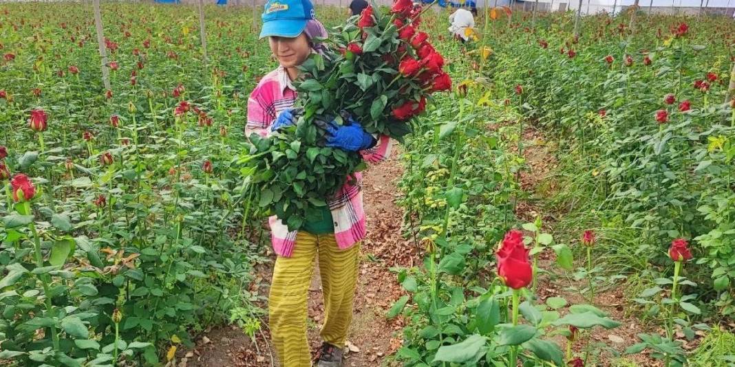 1 dönümden 15 bin adet verim alınıyor! Adana seralarında hasat vakti: Tanesi 10 TL’den çıkıyor 2
